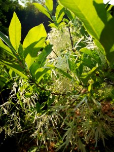 Fringetree (Chionanthus virginicus)