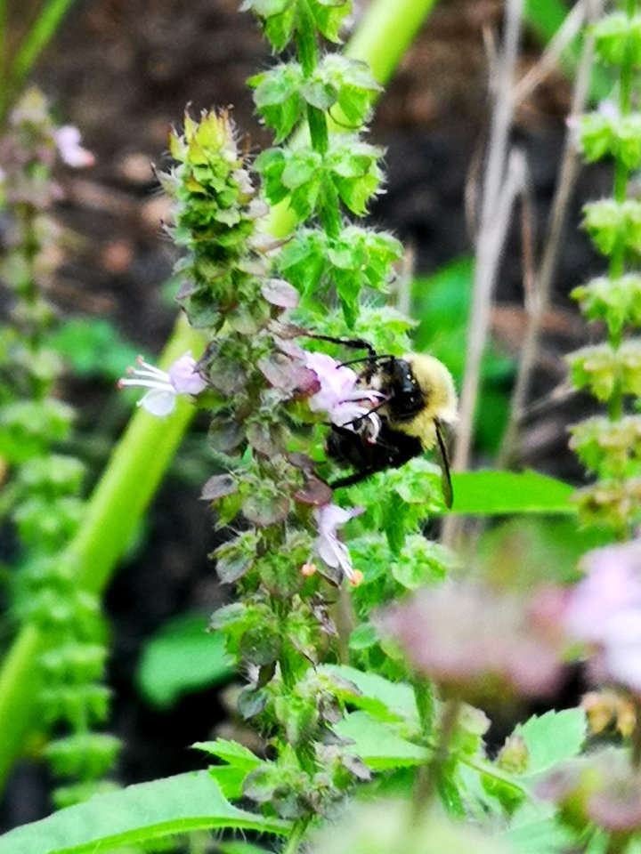 Bee with holy basil