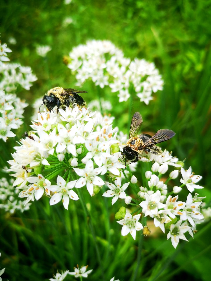 Carpenter bee Xylocopa virginica covered in pollen visiting flowers of garlic chives Allium tuberosum