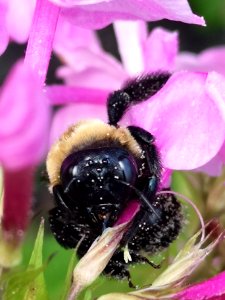 Carpenter bee (Xylocopa) with pollen nectar robbing Phlox paniculata