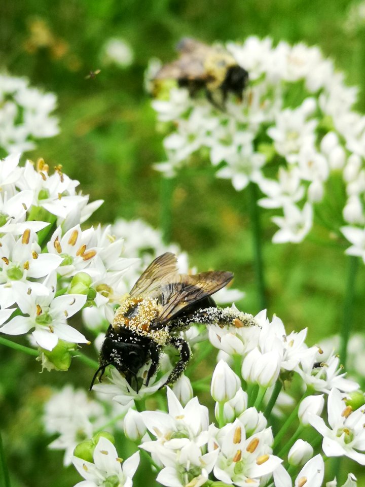 Carpenter bee Xylocopa virginica covered in pollen visiting flowers of garlic chives Allium tuberosum