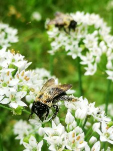 Carpenter bee Xylocopa virginica covered in pollen visiting flowers of garlic chives Allium tuberosum