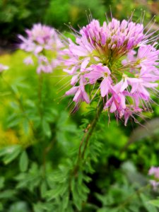 Cleome species. Flowers much smaller than the hybrid. Both seem to reseed themselves about equally well. Both are liked by hummingbirds and hoverflies