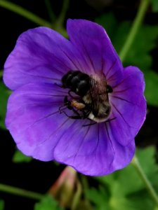 Bumblebee visiting cranesbill Geranium Azure Rush