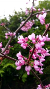Redbud