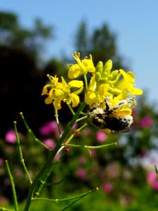 Bee visiting mustard Brassica juncea photo
