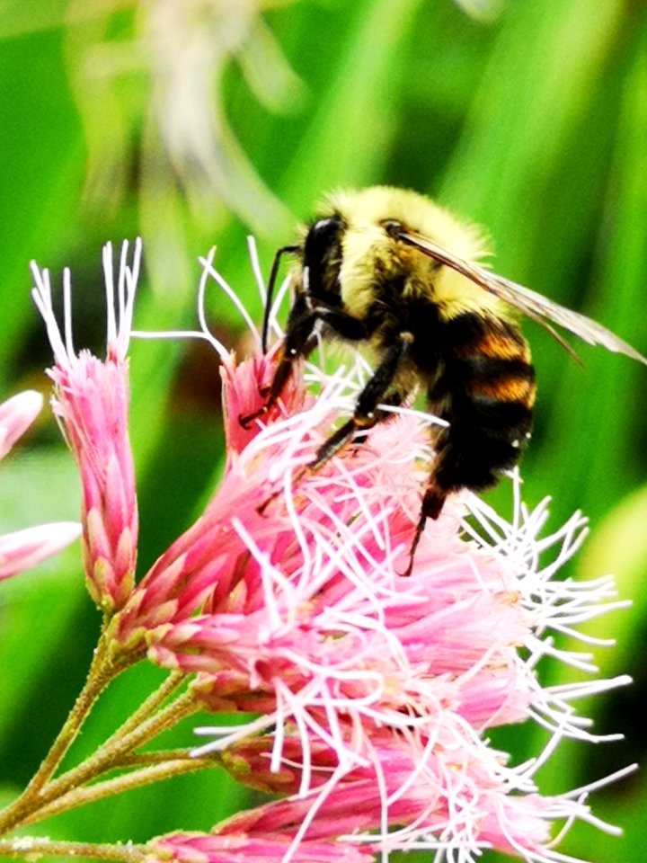 Bumblebee visiting Joe Pye weed
