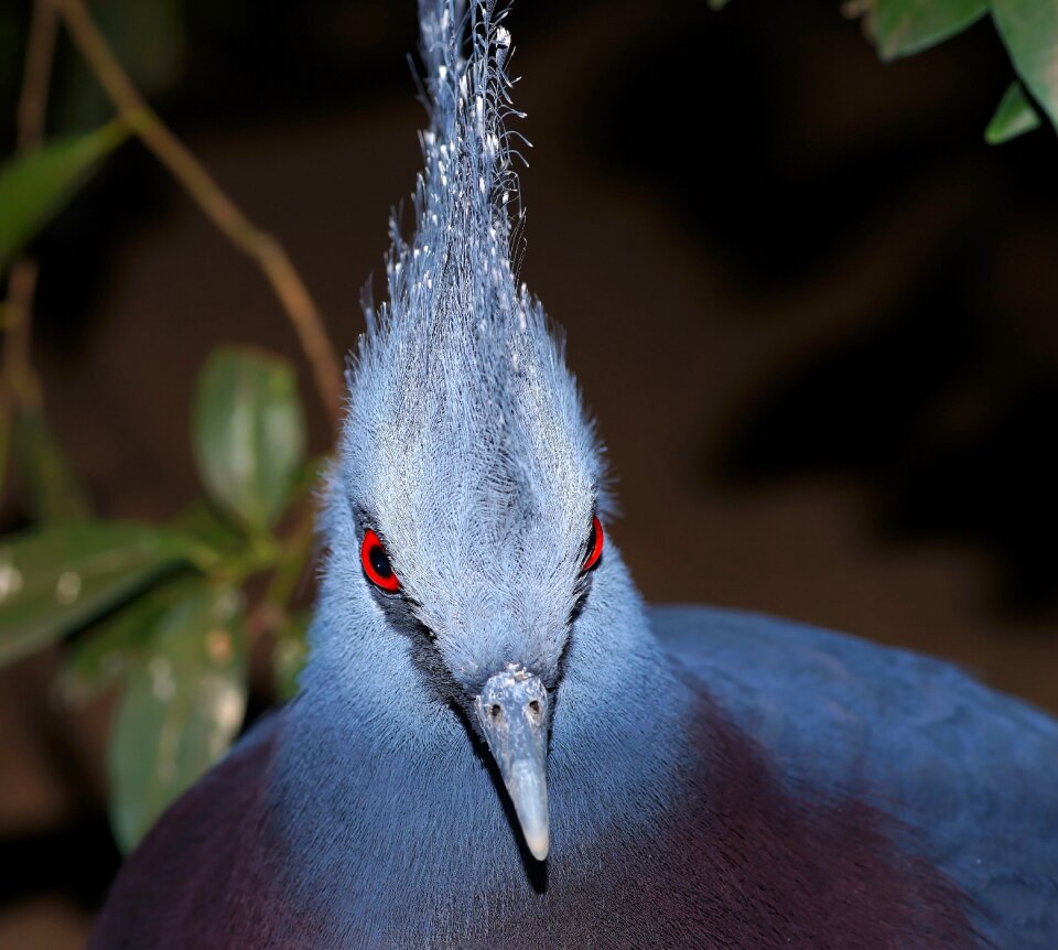 Fan-crest bird spring crown