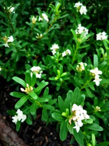 Daphne hybrid Eternal Fragrance