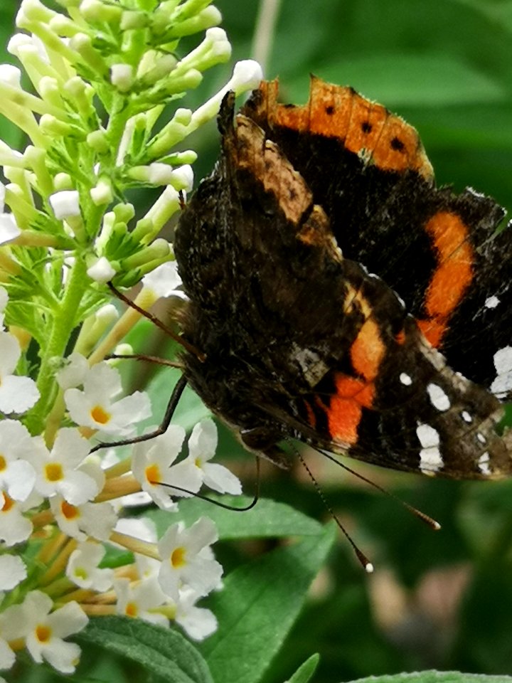 Red admiral butterfly (Vanessa atalanta) visiting butterfly bush Buddleja
