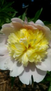 Peony photo