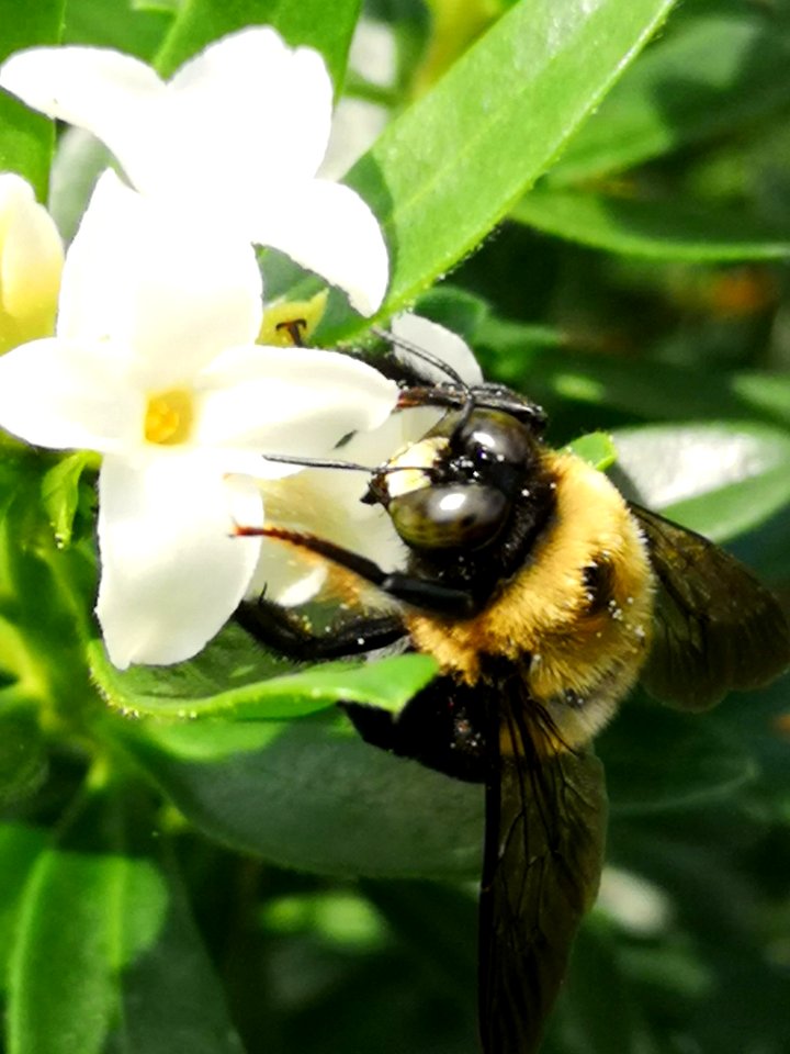 Carpenter bee nectar robbing Daphne Eternal Fragrance