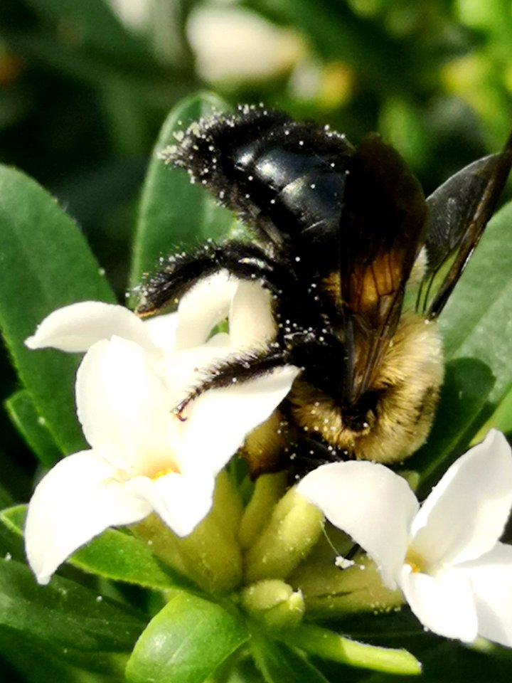 Carpenter bee nectar robbing Daphne Eternal Fragrance