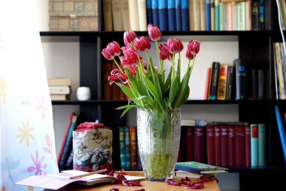 Die letzten Tulpen der Saison – last tulip this spring