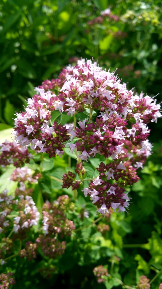 Greek oregano