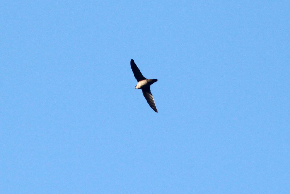 SWIFT, VAUX'S (10-5-09) oceano c g -02