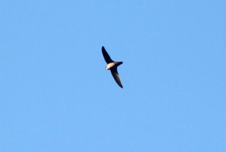 SWIFT, VAUX'S (10-5-09) oceano c g -02
