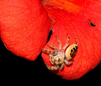 SPIDER, sp (7-28-09) miller cyn, az -02