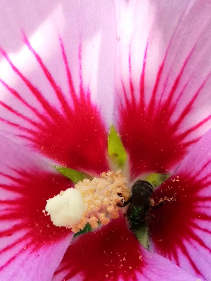 Sweat bee visiting Hibiscus syriacus