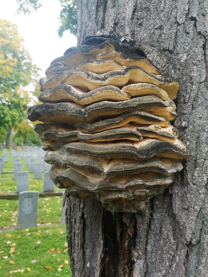 Fungus on maple tree
