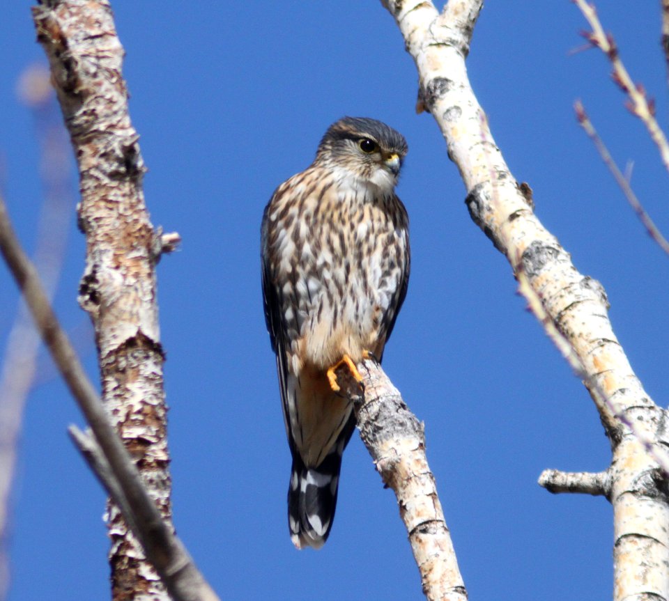 MERLIN (10-29-09) carrizo, slo co, ca -02