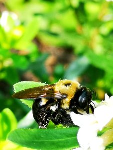 Carpenter bee nectar robbing Daphne (hybrid Eternal Fragrance) flowers, with pollen