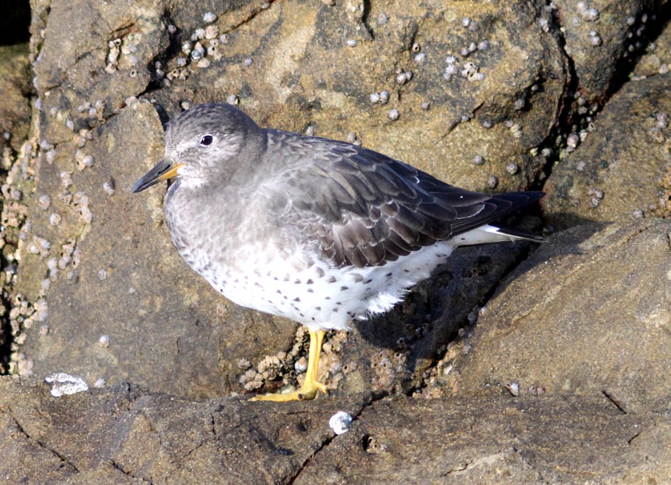 SURFBIRD (11-5-09) northpoint, morro bay, slo co, ca -08
