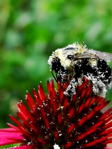 Bumblebee covered with pollen visiting coneflower Echinacea 'Cheyenne Spirit'