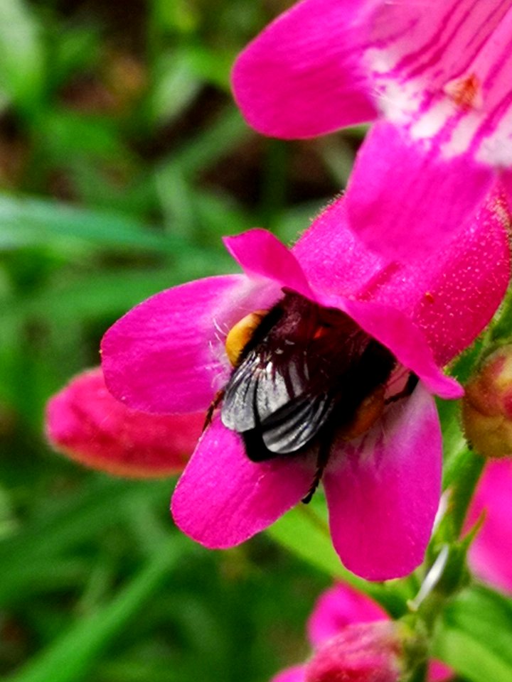 Bumblebee (Bombus) visiting hybrid beardtongue flowers Penstemon Red Rocks