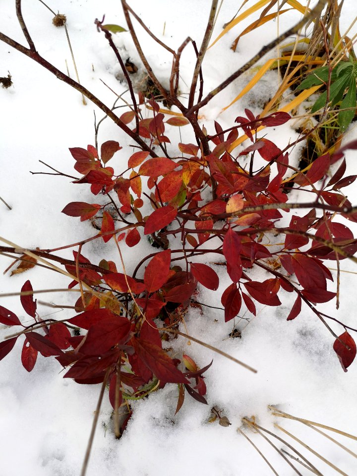 Virginia sweetspire (Itea virginica) red fall leaves not dropped yet