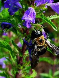 Carpenter bee (Xylocopa virginica) nectar robbing dragonhead (Dracocephalum moldavica)