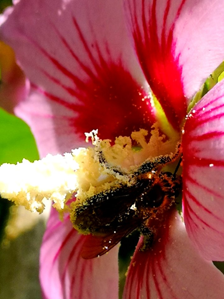 Bee visiting rose of Sharon Hibiscus syriacus covered in pollen