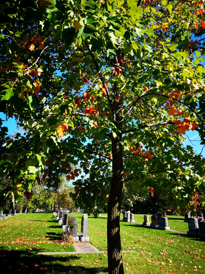 Tuliptree (Liriodendron tulipifera) with some reddish leaves in autumn