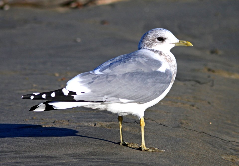 GULL, MEW (11-19-09) cayucos, slo co, ca -01
