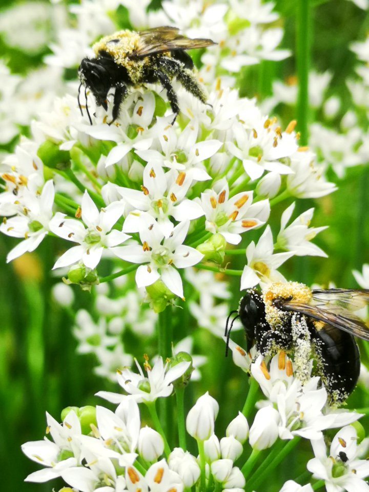 Carpenter bee Xylocopa virginica covered in pollen visiting flowers of garlic chives Allium tuberosum