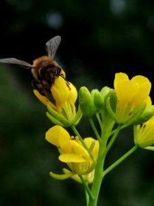 Honeybee visiting mustard Brassica juncea flowers