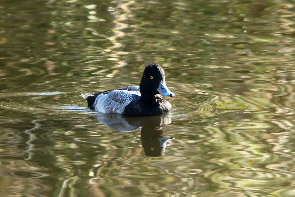 SCAUP, LESSER (1-5-10) oso flaco, slo co, ca -08