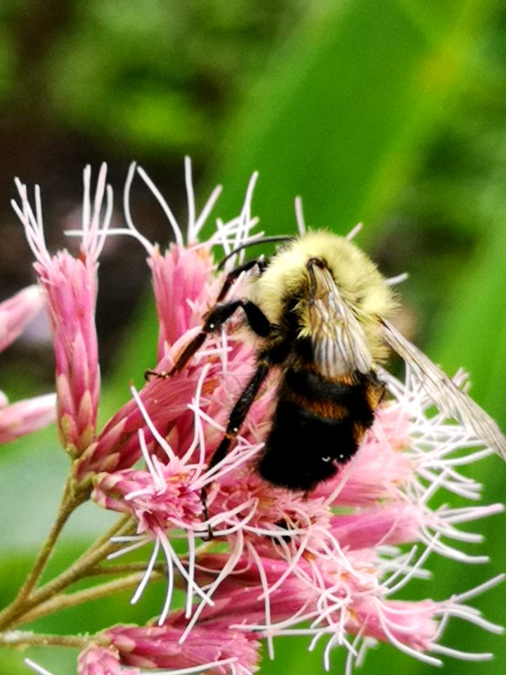 Bumblebee visiting Joe Pye weed