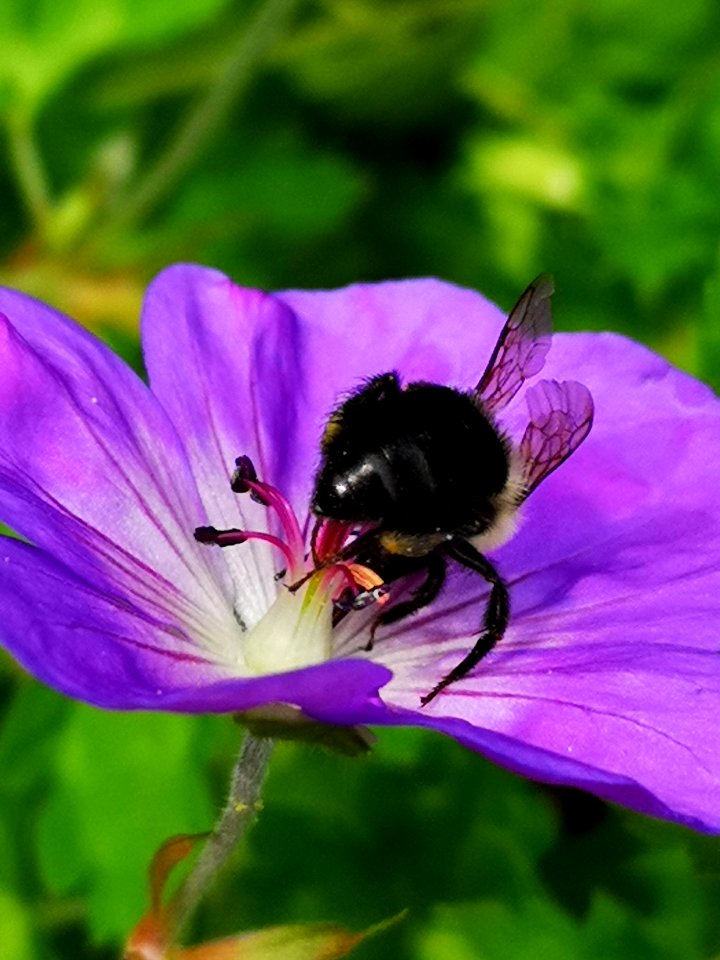 Bumblebee visiting cranesbill Geranium Azure Rush