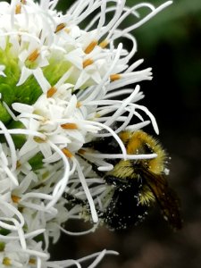 Bumblebee with pollen visiting gayfeather (Liatris spicata 'Floristan White')