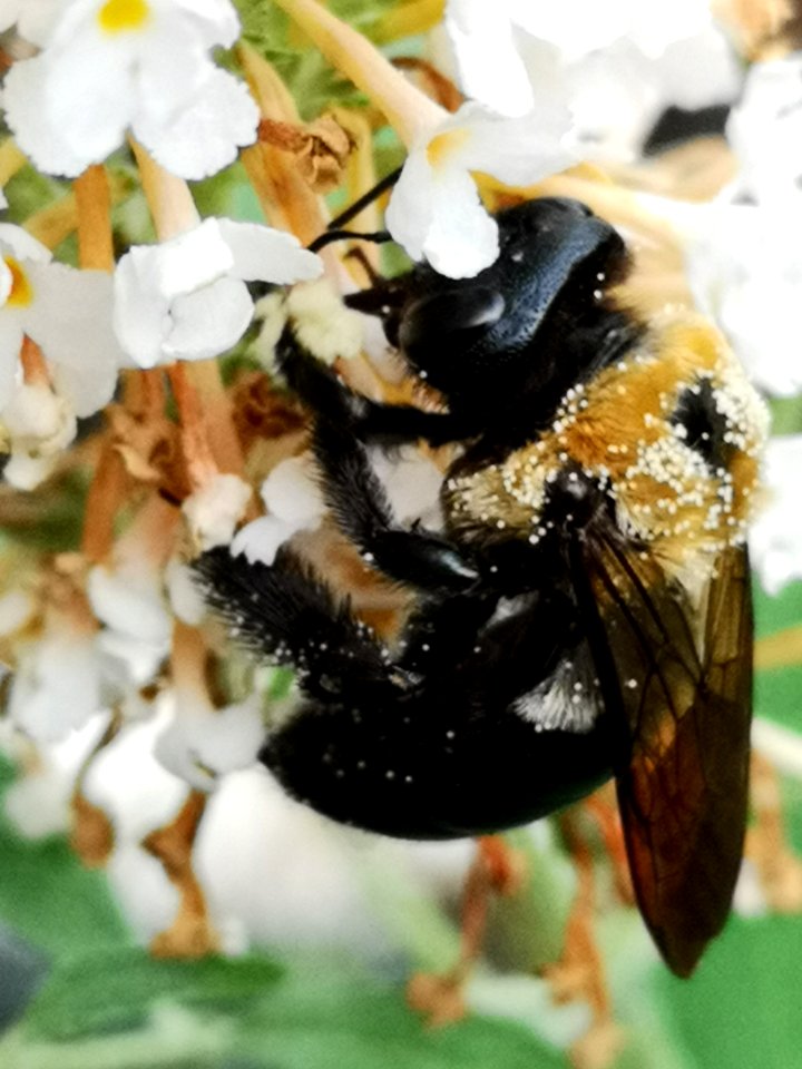 Carpenter bee Xylocopa virginica nectar robbing butterfly bush Buddleja