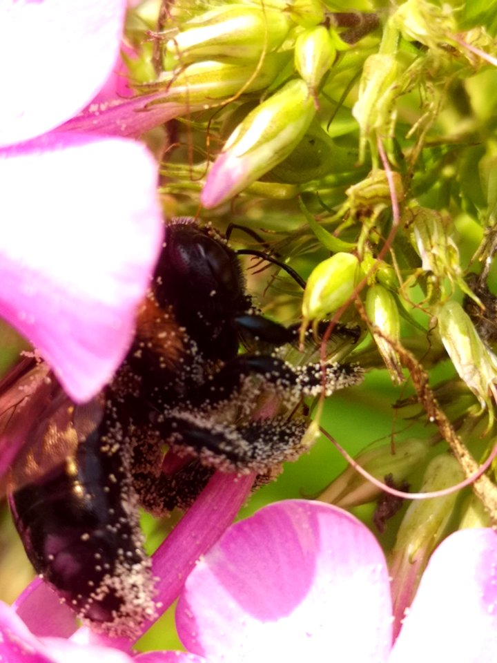 Carpenter bee Xylocopa virginica visiting Phlox paniculata