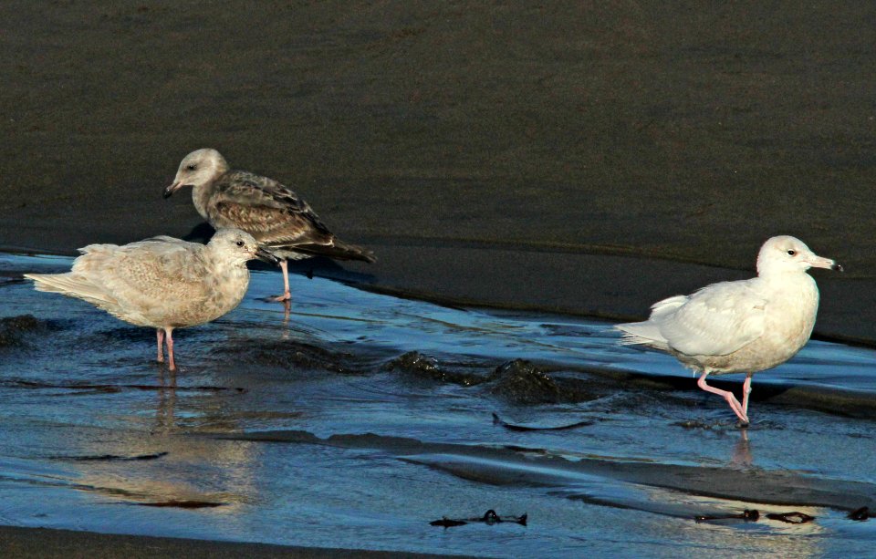 GULL, GLAUCOUS (2-22-10) first winter, elephant seal area, slo co, ca -09