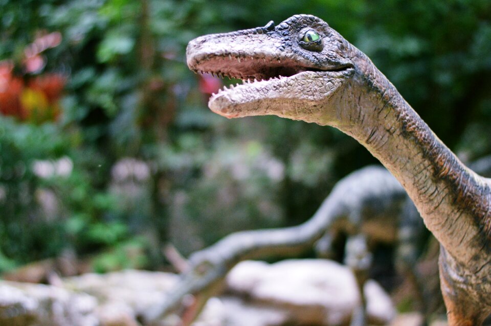 Animal lizard bratislava