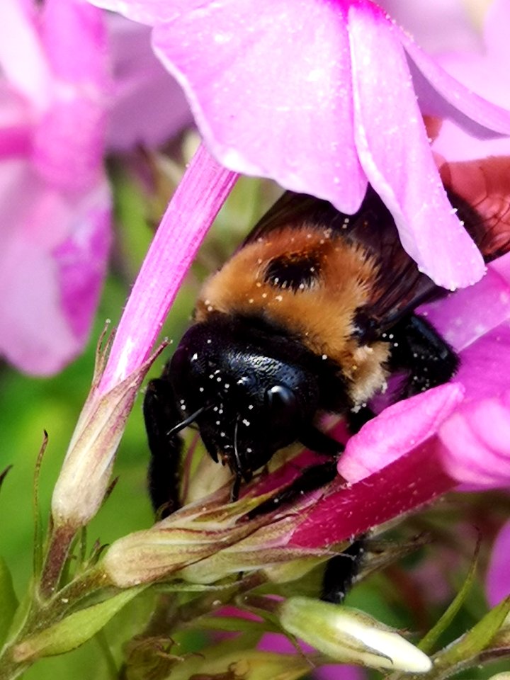 Carpenter bee (Xylocopa) with pollen nectar robbing Phlox paniculata