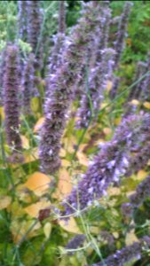 Agastache Blue Fortune