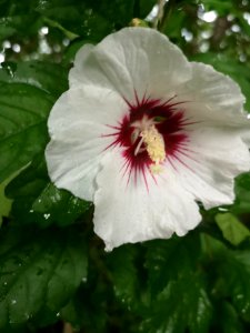 Rose of Sharon (Hibiscus syriacus) blooming in shade of black walnut tree