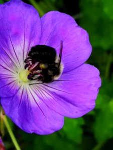 Bumblebee visiting cranesbill Geranium Azure Rush