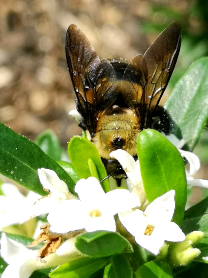 Carpenter bee nectar robbing Daphne Eternal Fragrance