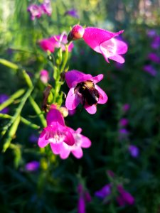 Bumblebee visiting beardtongue Penstemon Red Rocks photo